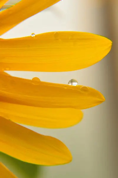 Bahçedeki sarı çiçek, manzarayı kapat.