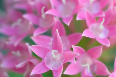 Yeşil bahçede pembe çiçekler