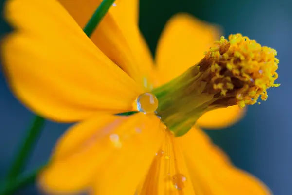 Orangefarbene Blumen Garten — Stockfoto
