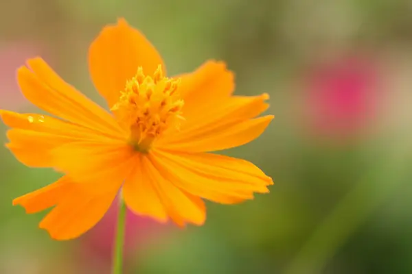 Bahçede portakal çiçekleri