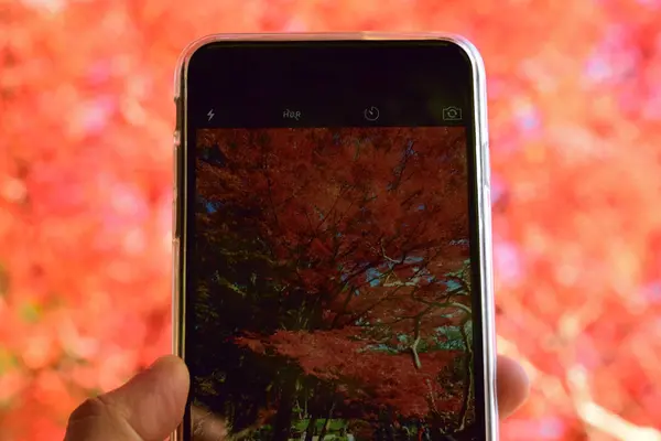 Sonbahar sezonu ve akıllı telefon