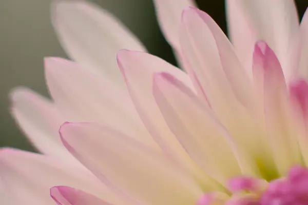 Roze Witte Chrysant Sluiten Mooie Bloem — Stockfoto