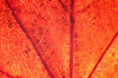 kırmızı sonbahar yaprağı, görüntüyü kapat