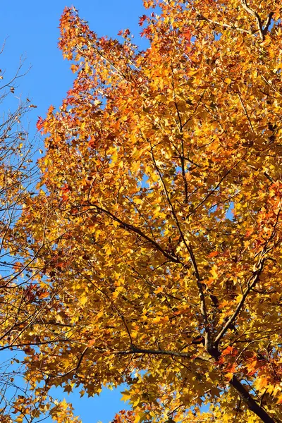 Sonbahar yaprakları, sonbahar mevsimi, bitki örtüsü ve yapraklar