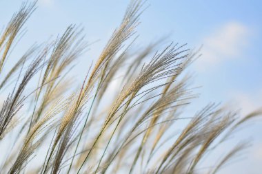 tarladaki kuru otlar