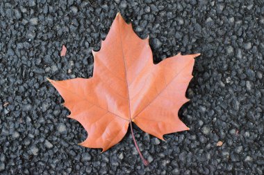 Sonbahar kahverengi akçaağaç yaprağı yolda düşmüş