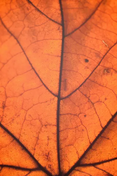 Orange Autumn Leaf Close View — Stock Photo, Image