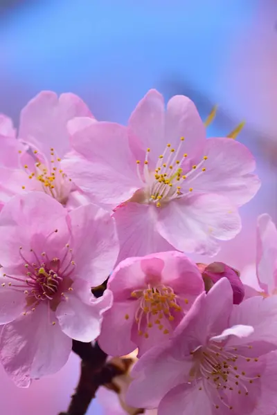 Růžové Květy Kvetou Stromě Zahradě — Stock fotografie