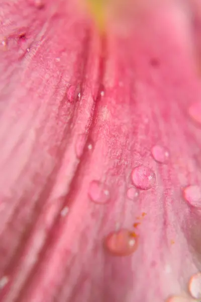 Nahaufnahme Von Schönen Blumen — Stockfoto