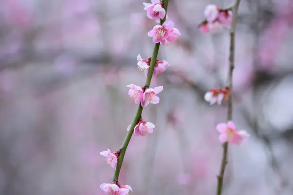 Bahçedeki ağaçta çiçek açan pembe çiçekler