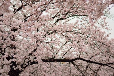 Pembe çiçek ağaç bahçe