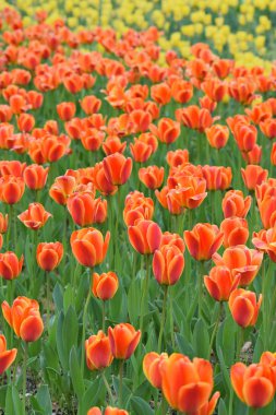 Bahçedeki güzel laleler