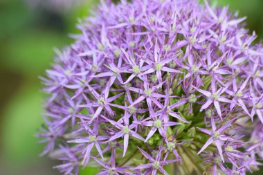 Bahçedeki güzel mor çiçekler