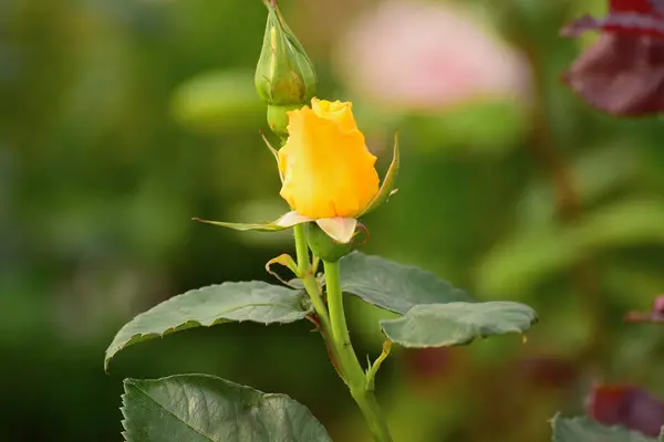 Bahçedeki sarı gül