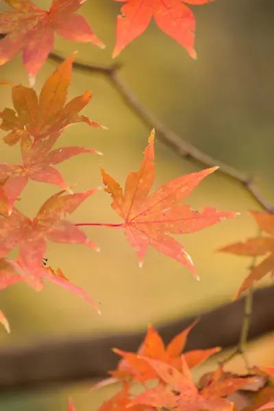 Herfstbladeren Herfstseizoen Flora Gebladerte — Stockfoto