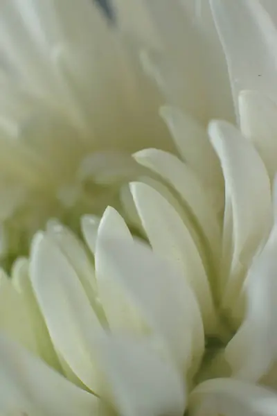 Kapatın güzel çiçekleri