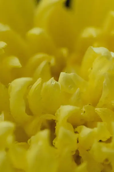 Kapatın güzel çiçekleri