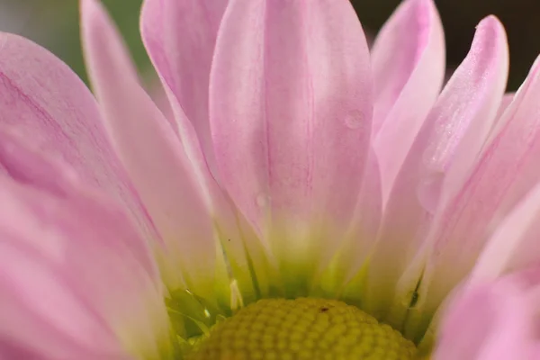 Petali di fiori rosa margherita macro in cornice orizzontale — Foto Stock