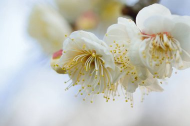 Bahar beyaz çiçekleri ağaçta