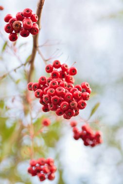 Bir dalda rowan üzümü