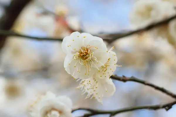 Bahar beyaz çiçekleri ağaçta