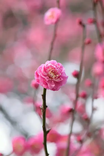 花园里的树上开满了粉红色的花 — 图库照片