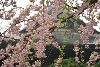 Bahçedeki güzel bahar çiçekleri ağacı
