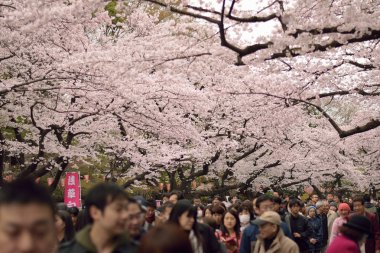 İnsanlar zevk çiçek açan kiraz çiçekleri Tokyo, Japonya'da Ueno Park