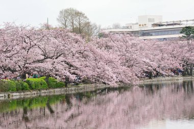 Çiçek açan kiraz çiçekleri Tokyo, Japonya'da Ueno Park yansımaları