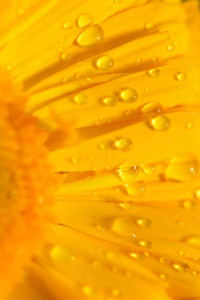 Makró a víz felületi sárga Margaréta virág — Stock Fotó