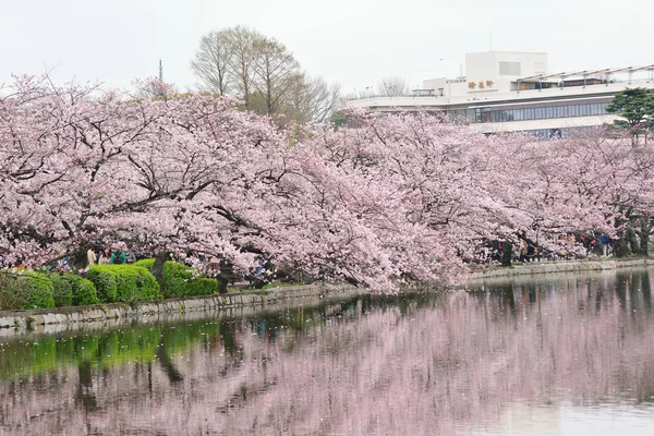 Çiçek açan kiraz çiçekleri Tokyo, Japonya'da Ueno Park yansımaları
