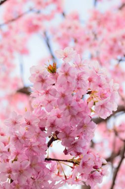 Japon pembe kiraz çiçekleri ayrıntılarını makro