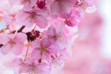 Japon pembe kiraz çiçekleri yatay çerçeve ayrıntılarını makro
