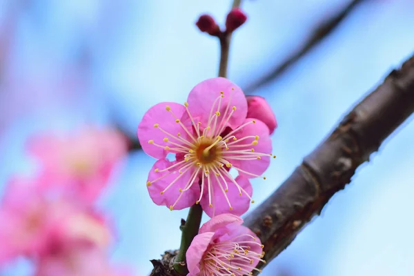 Textura macro de flores de ameixa rosa japonesa com fundo borrado — Fotografia de Stock