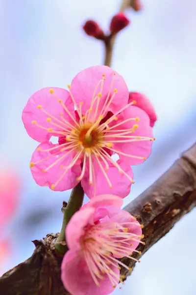 Macro details of Japanese Pink Plum blossoms — Stock Photo, Image