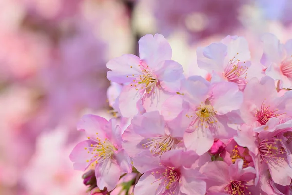 Macro texture of Japanese pink cherry blossoms with blurred background — Stock Photo, Image