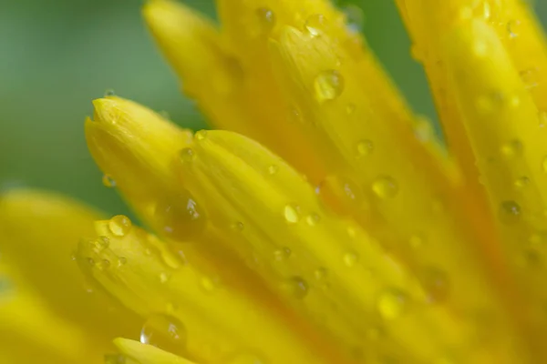 Sarı renkli papatya çiçek yaprakları Su damlacıkları ile makro doku