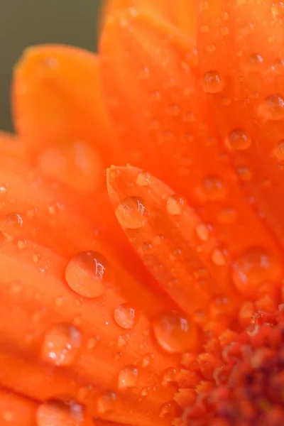 Macro détails de la surface de fleur de marguerite de couleur orange avec des gouttelettes d'eau — Photo