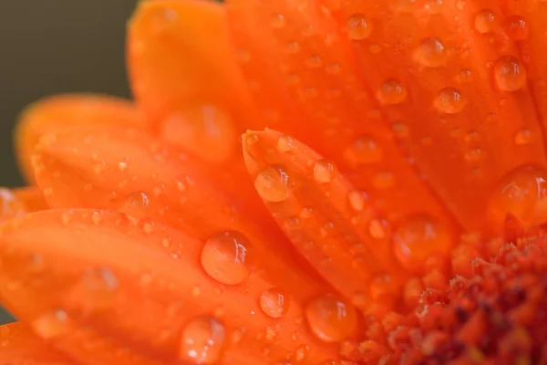Макродетали поверхности цветка оранжевого цвета с капельками воды в горизонтальной рамке — стоковое фото