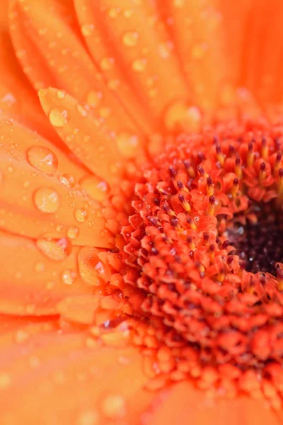 Macro texture di superficie di fiori di margherita di colore arancione con gocce d'acqua — Foto Stock