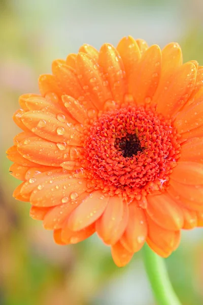 Macro achtergrond van Oranje gekleurde daisy bloem met waterdruppeltjes — Stockfoto