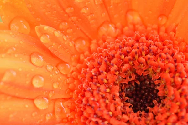 Macro textuur van Oranje gekleurde daisy bloem oppervlak met waterdruppeltjes — Stockfoto