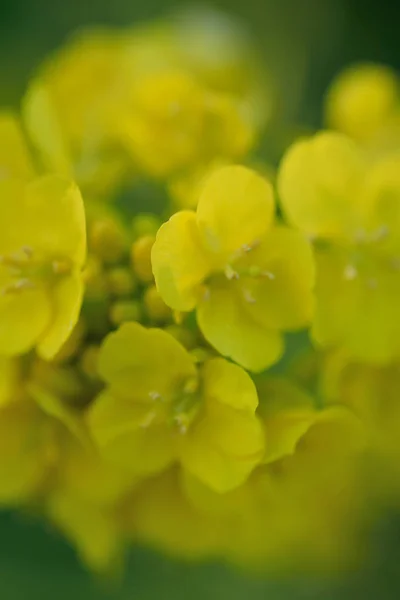 Textura macro de colza amarilla o flor de canola — Foto de Stock