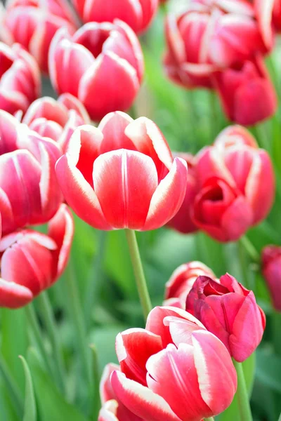 Macro fond de fleurs de tulipes rouges et blanches — Photo