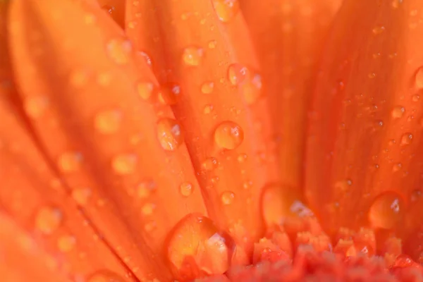 Macro textuur van Oranje gekleurde daisy bloemblaadjes met waterdruppeltjes Rechtenvrije Stockafbeeldingen