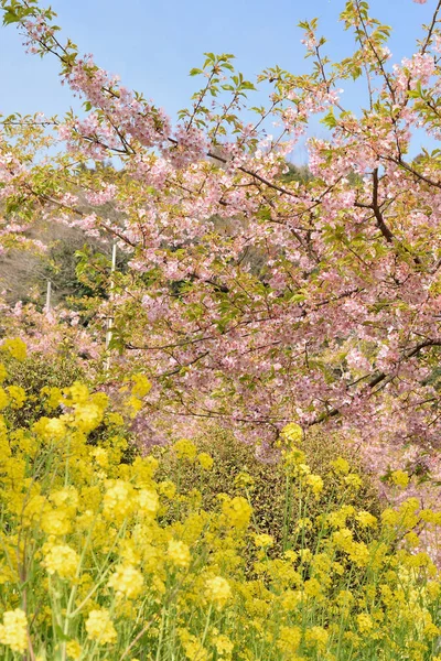 Landskap av japanska våren med rosa körsbärsblommor & gula raps blommor — Stockfoto