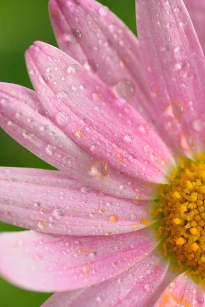 Macro vervagen textuur van roze gekleurde daisy bloem oppervlak met waterdruppels — Stockfoto