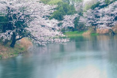 Bahar manzara, beyaz kiraz çiçekleri su birikintisi çevresinde Japonya'da sular