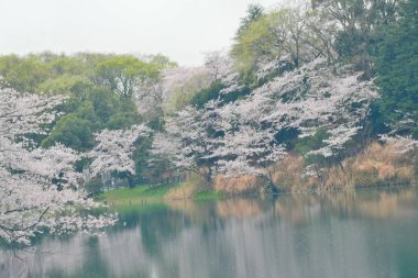 Bahçedeki güzel bahar çiçekleri ağacı