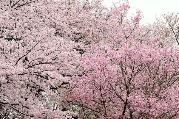 Rosafarbene Blumen Blühen Baum Garten — Stockfoto